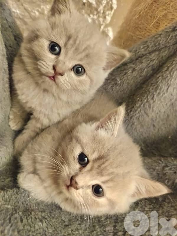 british short hair for Christmas 5