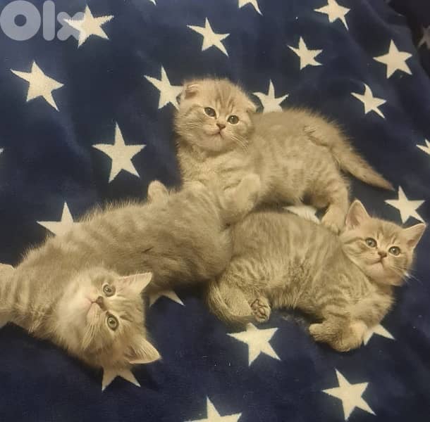 british short hair for Christmas 6