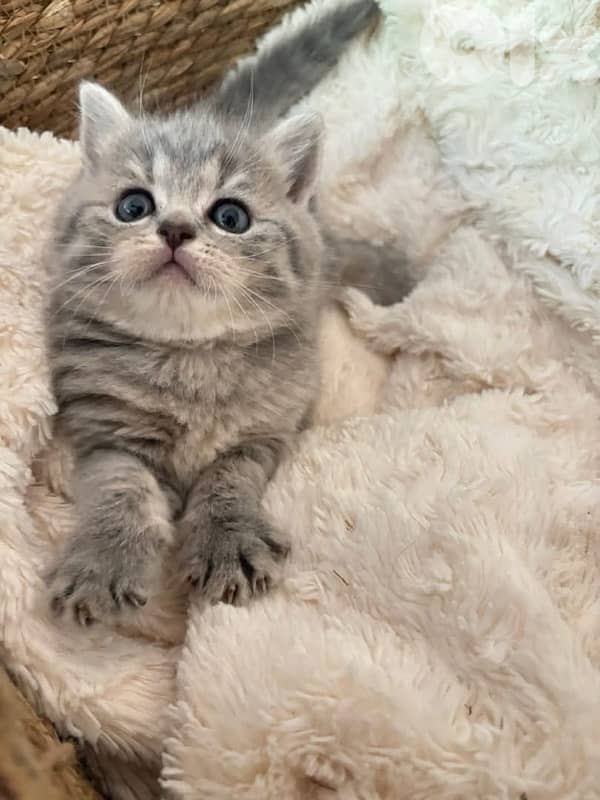 british short hair for Christmas 7