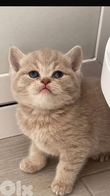 british short hair for Christmas 8