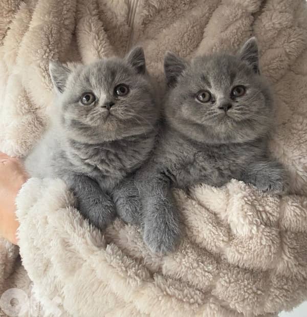 british short hair for Christmas 9