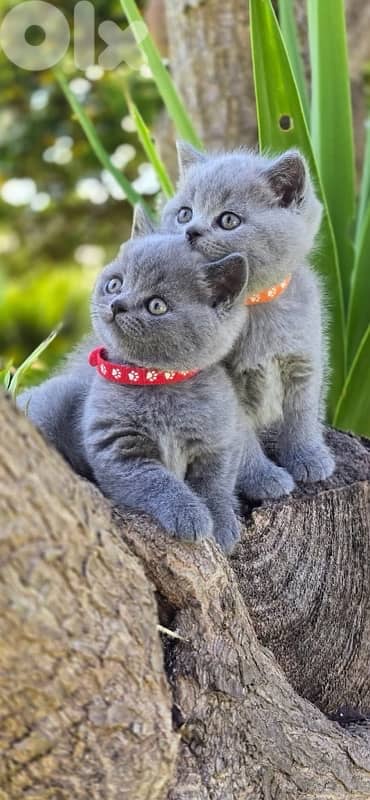 british short hair for Christmas 10