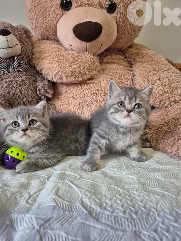 british short hair for Christmas 11