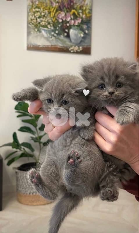 british short hair for Christmas 12