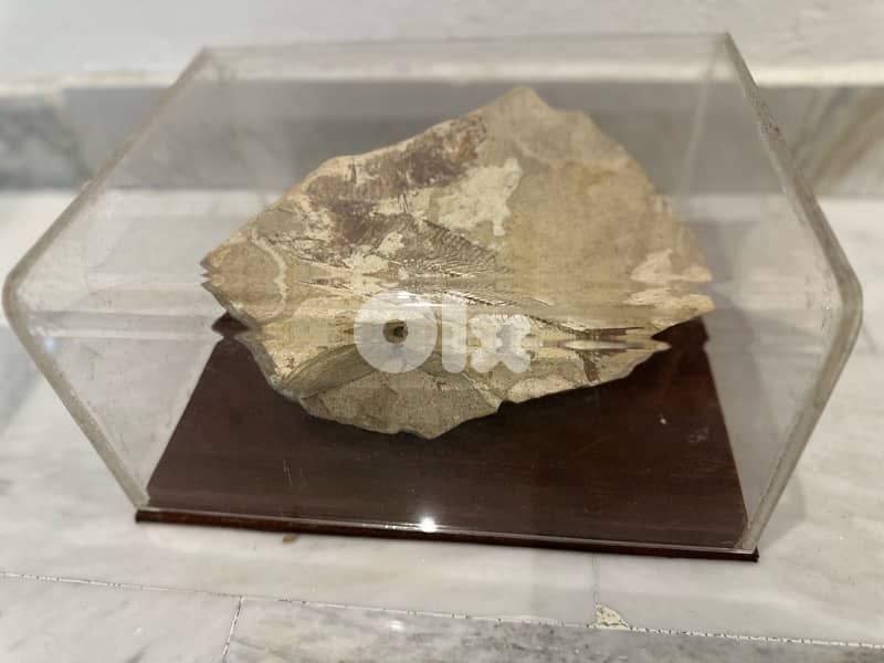 Genuine Fossil Fish specimen, Cretaceous Era Lebanon 1