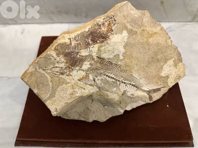 Genuine Fossil Fish specimen, Cretaceous Era Lebanon
