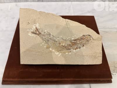 Ancient Lebanese Fish Fossil, Cenomanian Age