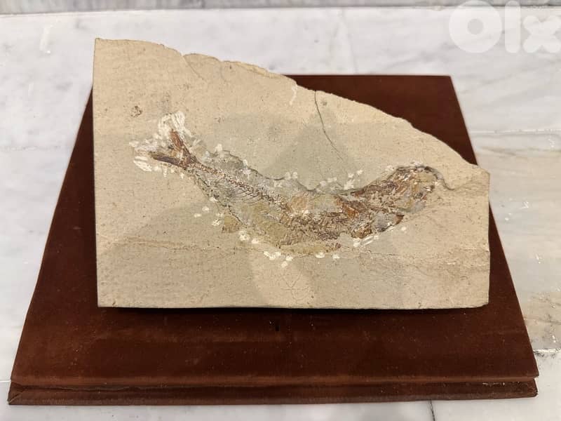 Ancient Lebanese Fish Fossil, Cenomanian Age 0