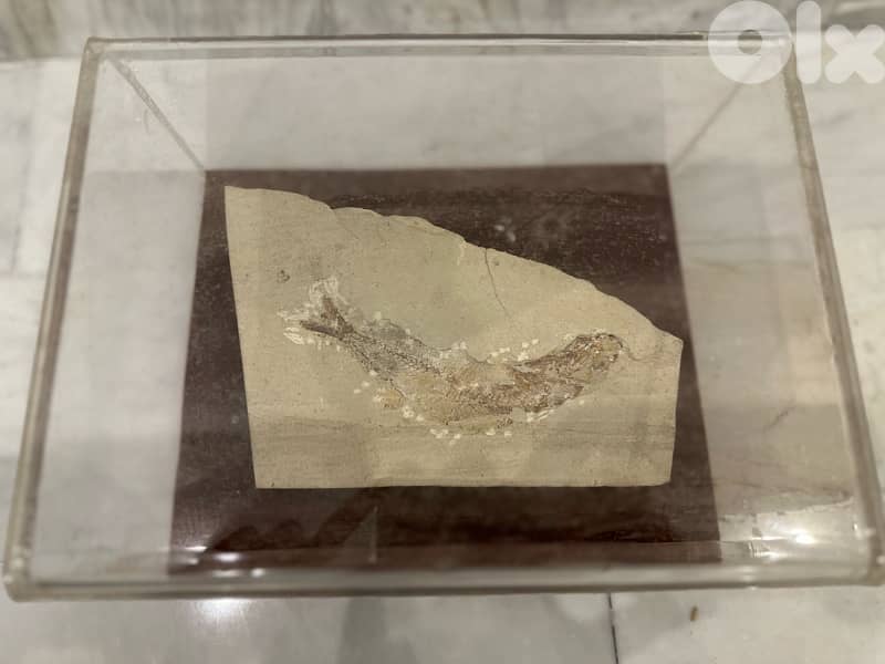 Ancient Lebanese Fish Fossil, Cenomanian Age 1