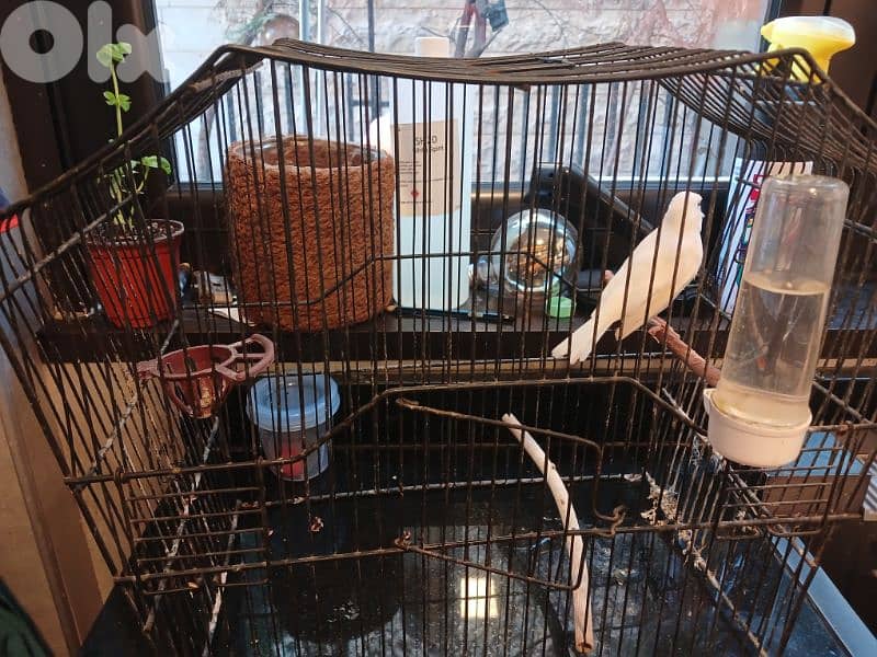 canary for sale 0