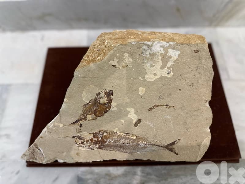 Cretaceous Lebanese Fossil Fish Slab 0