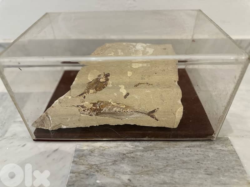 Cretaceous Lebanese Fossil Fish Slab 1