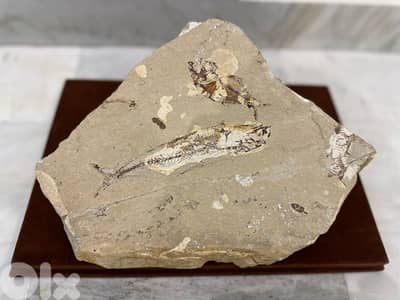 Cretaceous Teleost Fish Fossil
