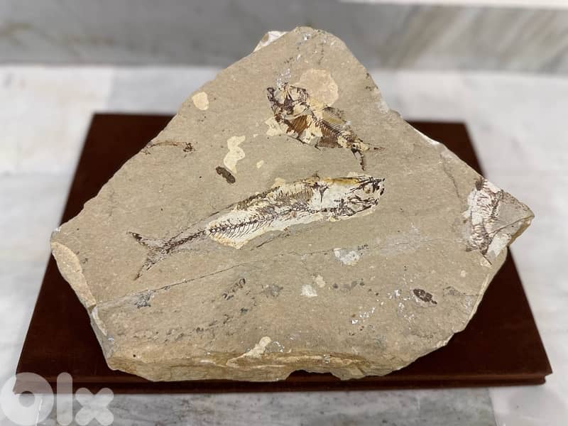 Cretaceous Teleost Fish Fossil 0
