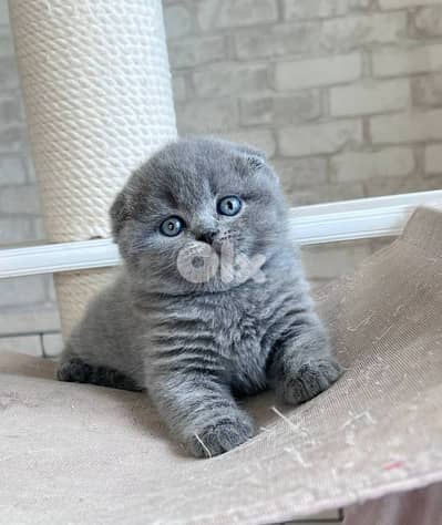 pure Scottish fold and British kittens HIGHEST QUALITY
