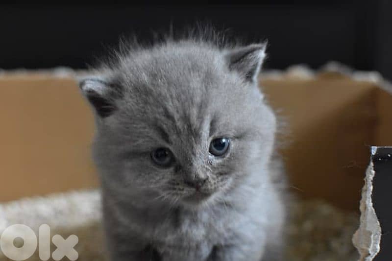 pure Scottish fold and British kittens HIGHEST QUALITY 1