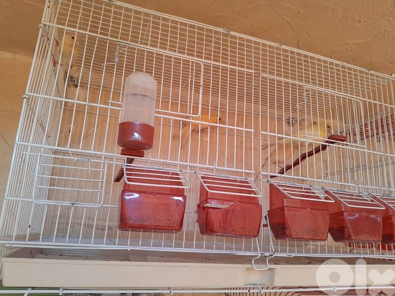 عرض خاص و عرض جنوني تكسير و تدمير أسعار لمدة يومين فقط ٤٨ ساعة 6