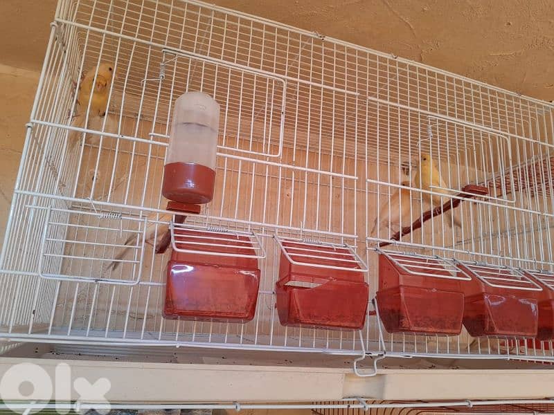 عرض خاص و عرض جنوني تكسير و تدمير أسعار لمدة يومين فقط ٤٨ ساعة 9