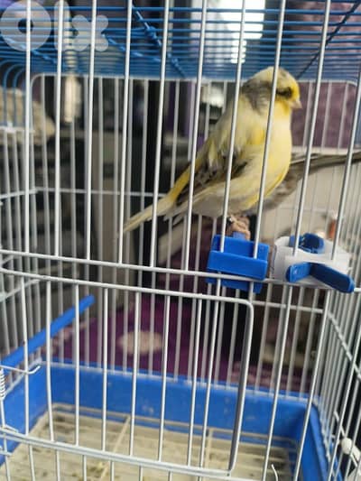 جوز غلوستر فورمات