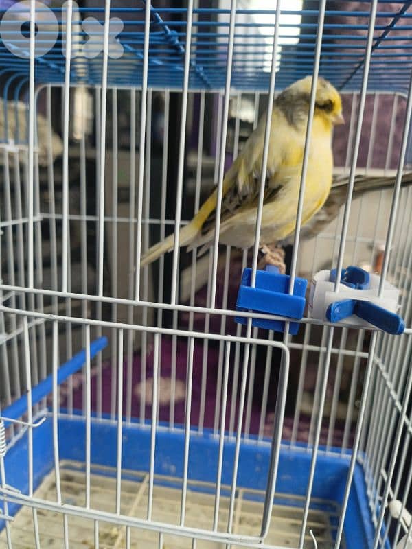 جوز غلوستر فورمات 0