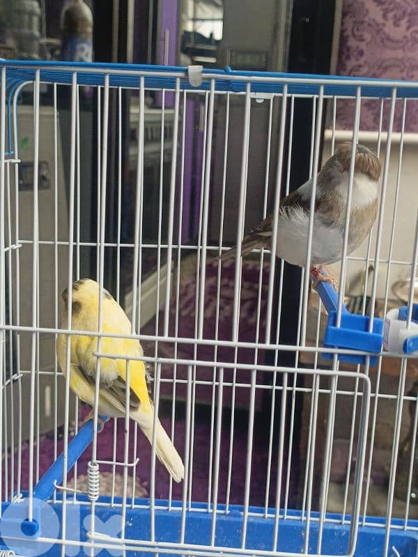 جوز غلوستر فورمات 1