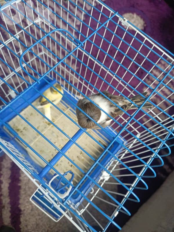 جوز غلوستر فورمات 2