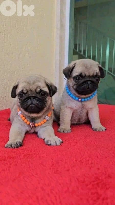 Beautiful Small Size Pug Puppies/ in store& delivery/ dog كلاب 0