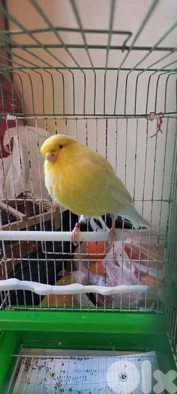 كنار يورك york رينغ ٢٠٢٤ للبيع او بدل ع كويكر او بسينة صغيرة او كونيور 0