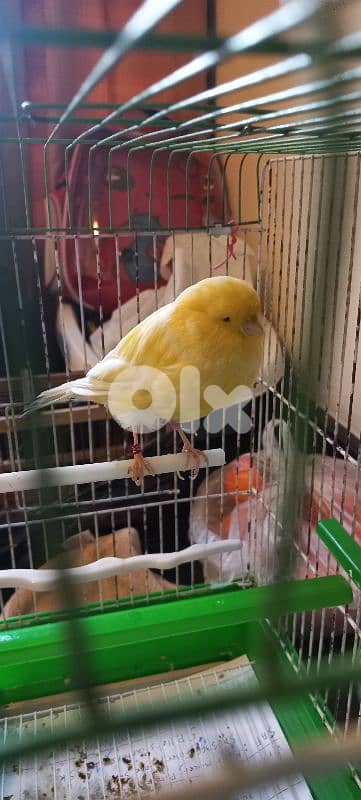 كنار يورك york رينغ ٢٠٢٤ للبيع او بدل ع كويكر او بسينة صغيرة او كونيور 1