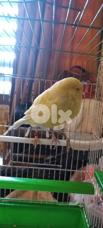 كنار يورك york رينغ ٢٠٢٤ للبيع او بدل ع كويكر او بسينة صغيرة او كونيور 2