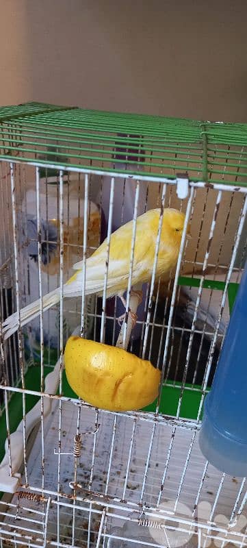 كنار يورك york رينغ ٢٠٢٤ للبيع او بدل ع كويكر او بسينة صغيرة او كونيور 3