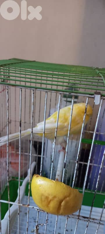 كنار يورك york رينغ ٢٠٢٤ للبيع او بدل ع كويكر او بسينة صغيرة او كونيور 4