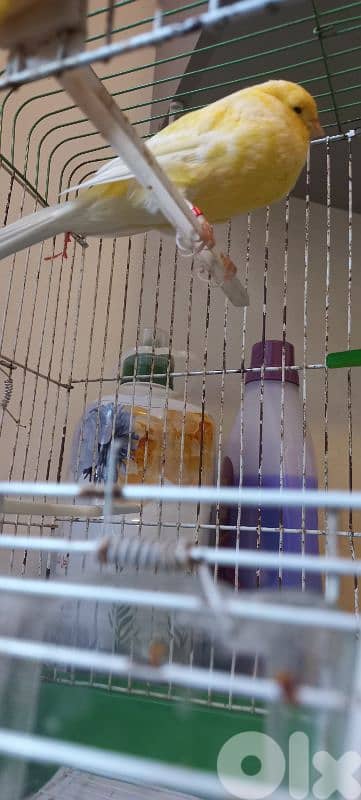 كنار يورك york رينغ ٢٠٢٤ للبيع او بدل ع كويكر او بسينة صغيرة او كونيور 5