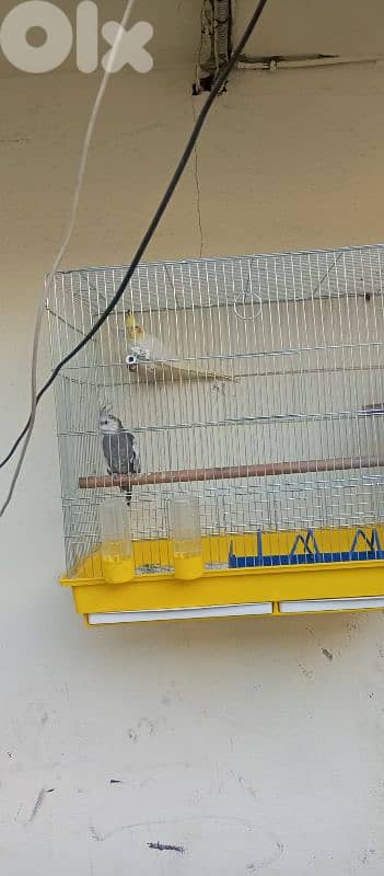 بيروت بئرحسن