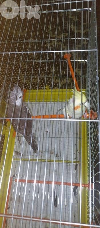 بيروت بئرحسن 1