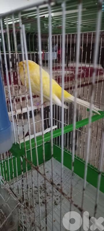 كنار يورك york رينغ ٢٠٢٤ للبيع او بدل ع كويكر او بسينة صغيرة او كونيور 6