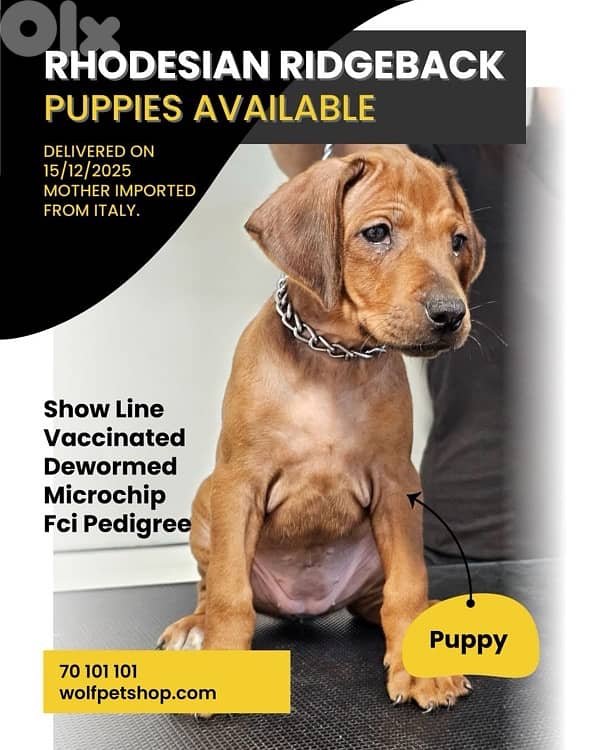 RHODESIAN RIDGEBACK 0