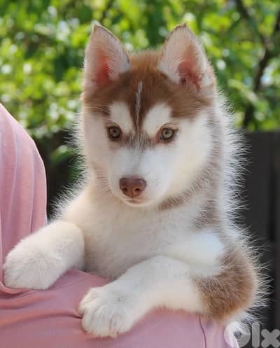 Beautiful light red Siberian Husky puppy available in store & delivery
