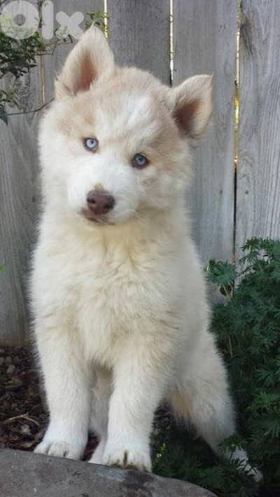 Unique light red Siberian Husky puppy available
