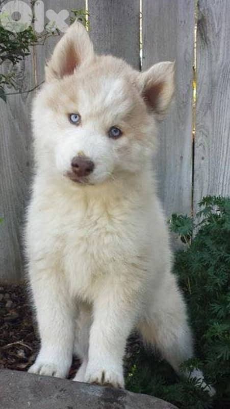 Unique light red Siberian Husky puppy available 0