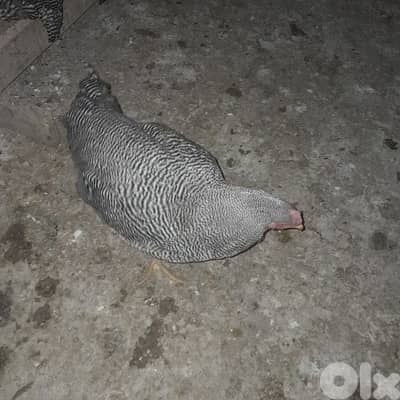 رزي امركاني