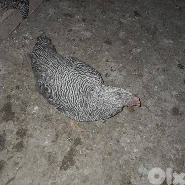 رزي امركاني 0