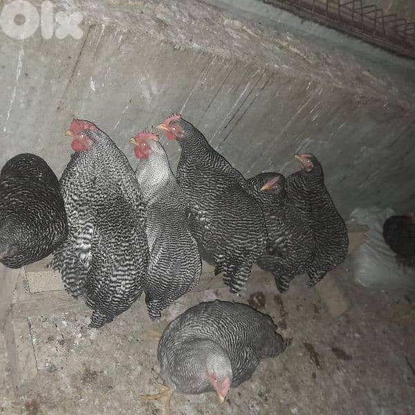 رزي امركاني 1