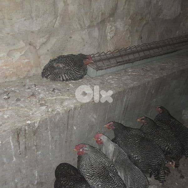 رزي امركاني 2