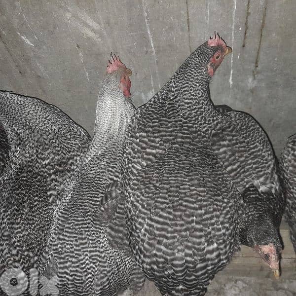 رزي امركاني 3