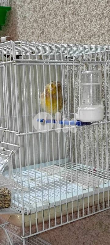 انتاية جلوستر حاضرة