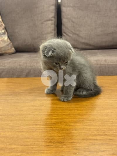 for sale Scottish fold