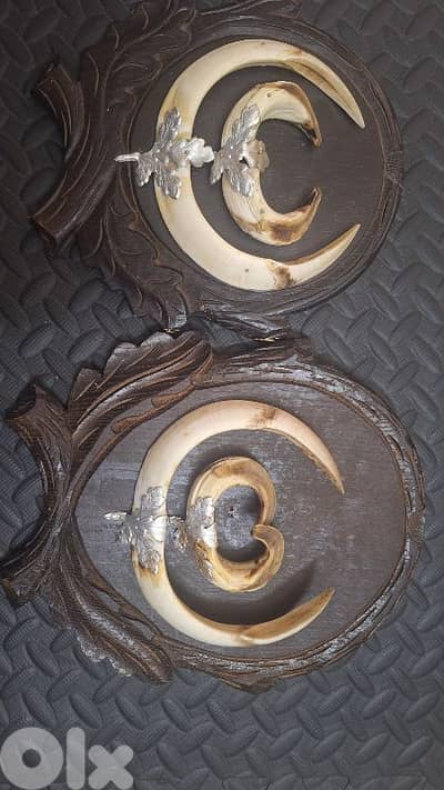 انياب خنازير اوروبي