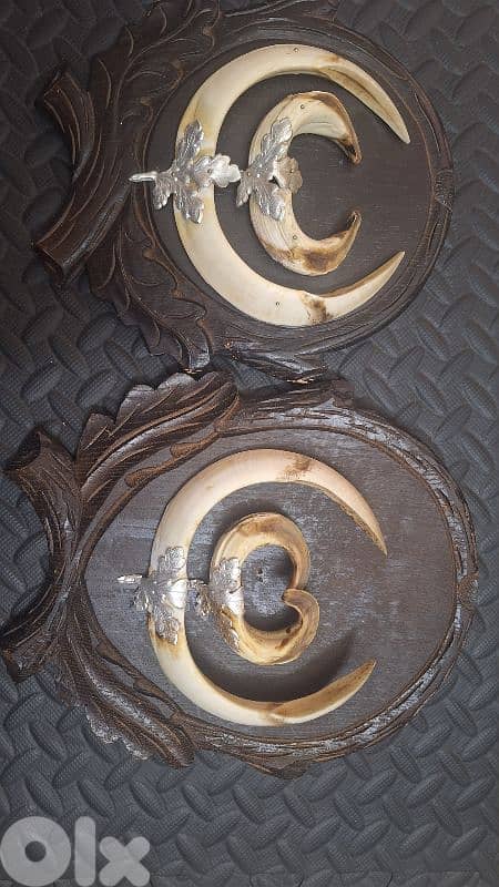 انياب خنازير اوروبي 0