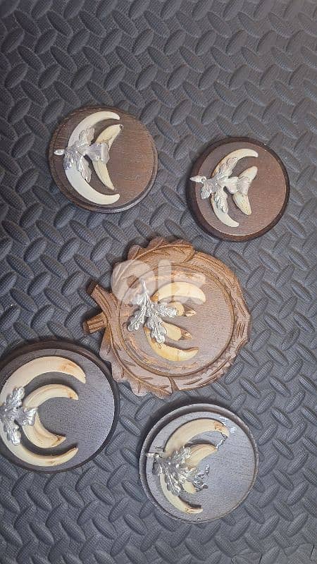 انياب خنازير اوروبي 2